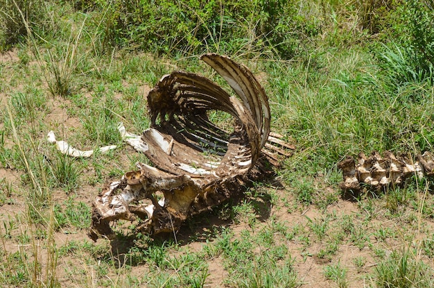 Überreste eines Tieres in der Savanne Masai Mara Nationalpark Kenia