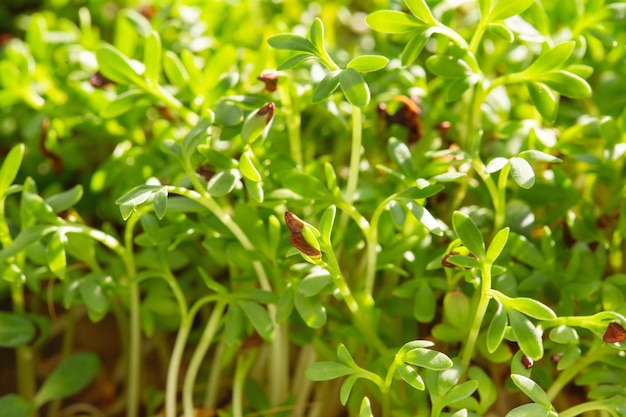 Berro micro hierbas. Germinación de microvegetales. Germinación de semillas en casa. Concepto de alimentación saludable y vegana. Semillas de alfalfa germinadas, microverdes. Brotes en crecimiento. Concepto de vida verde. Alimentos orgánicos.