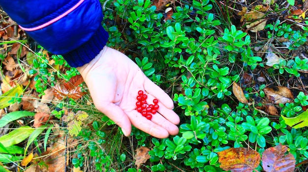 Berrypicker recolhe bagas vermelhas de cowberry na floresta