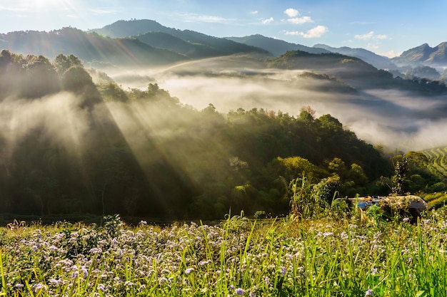 Berühmte touristische Attraktion der Teeplantagenschöner Landschaft bei Doi bei Doi Ang Khang