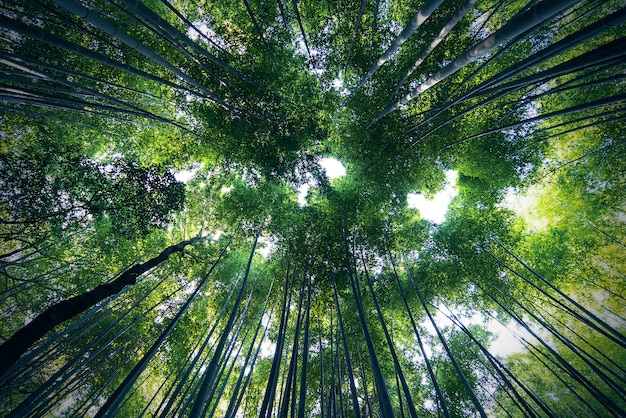 Berühmter Bambuswald Sagano in Kyoto in Japan