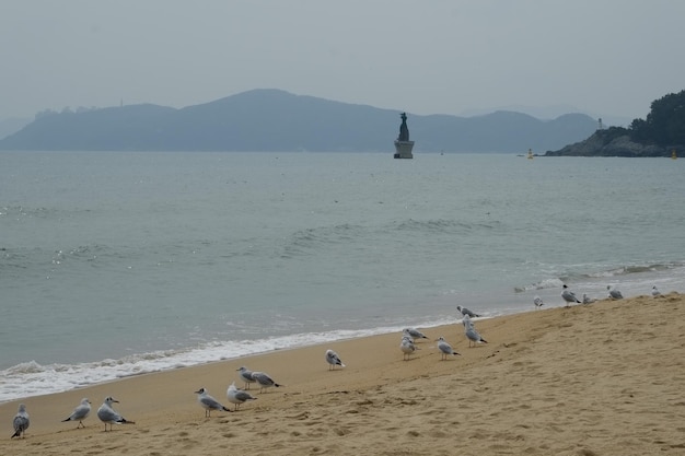 Berühmter haeundae-strand in busan südkorea