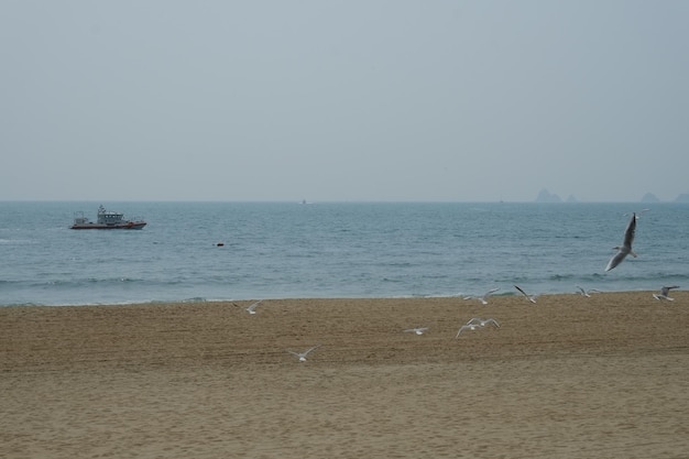 Berühmter haeundae-strand in busan südkorea