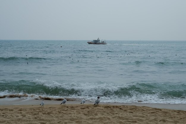 Berühmter haeundae-strand in busan südkorea