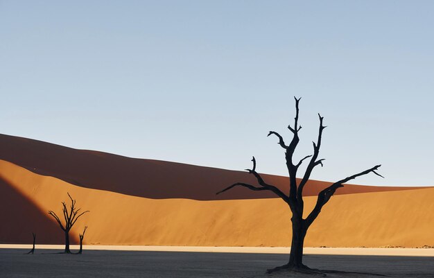 Berühmter touristischer Ort mit toten Bäumen Majestätischer Blick auf erstaunliche Landschaften in der afrikanischen Wüste