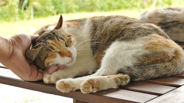 Berühren Sie eine schlafende Katze, die im Freien auf einem Holzschreibtisch liegt