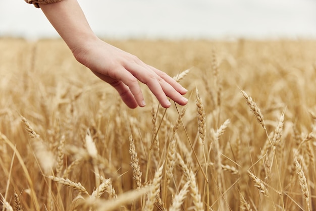 Berührendes Konzept der Herbstsaison für den Anbau des goldenen Weizenfeldes auf dem Land