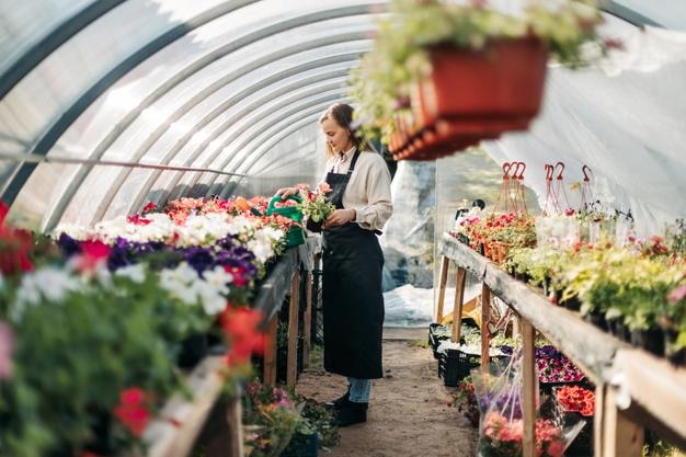 Berufliche Gärtnerin züchtet Blumen in einem Gewächshaus und kümmert sich täglich um die Pflanzen