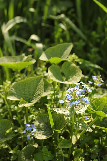 beruhigende Blumen wie ein schöner grüner Hintergrund