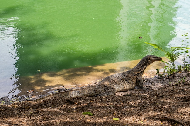 Überwachen Sie Eidechse am Lumpini Park, Bangkok. Asiatisch, gefährlich.