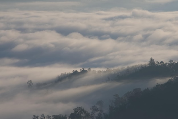Überwältigender Nebel über einer Silhouette der Baumgrenze an einem Morgen
