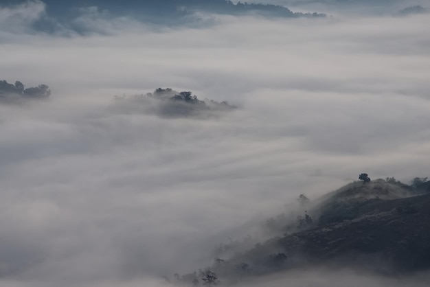 Überwältigender Nebel über einer Silhouette der Baumgrenze an einem Morgen