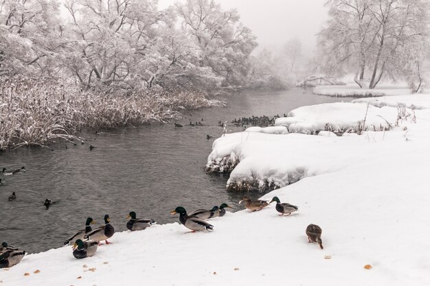 Überwinternde Enten auf dem nicht gefrorenen Waldfluss