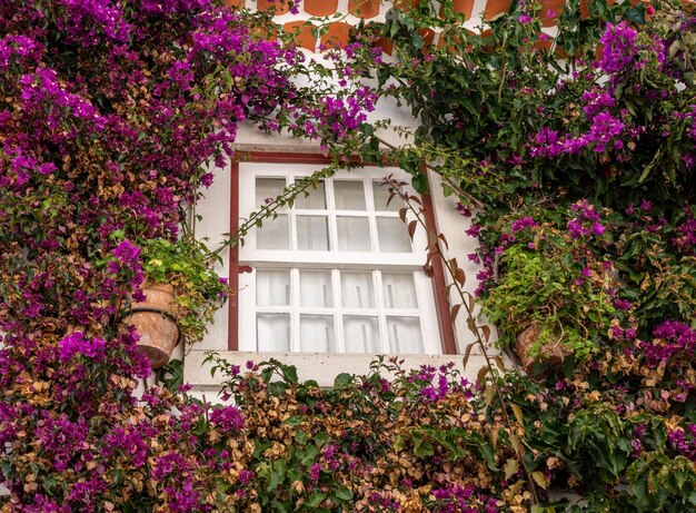 Überwuchertes Fenster in der ummauerten Stadt Obidos in Zentralportugal