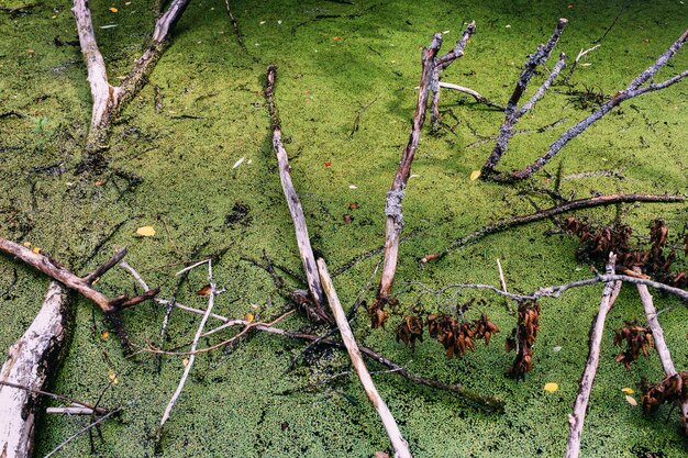 Überwuchertes Wasser im sumpfgrünen Waldsee mit Wasserlinsen überwuchert