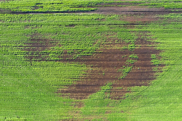 Beschädigte Pflanzen auf dem Feld. aufgrund von schlechten Zuchtbedingungen oder schlechtem Boden oder Krankheiten. Kranke landwirtschaftliche Nutzpflanzen.