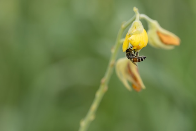 beschäftigt Tier Insekt Nektar pulsierende Biene