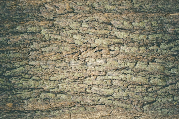 Beschaffenheit der alten großen Baumrinde im tiefen Wald