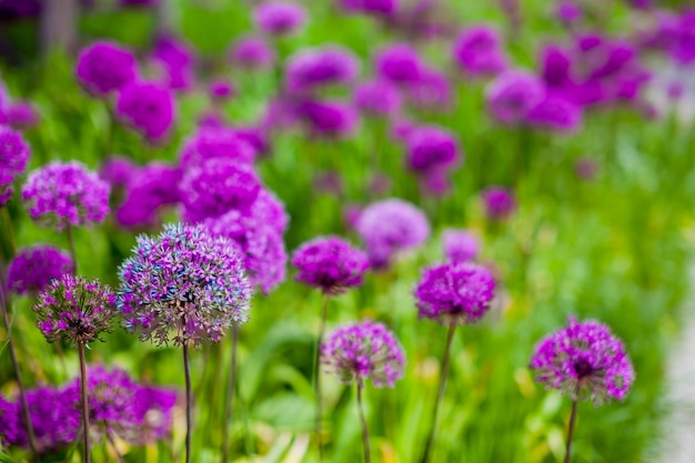 Beschaffenheit der grünen Wiese mit violetten Blumen.