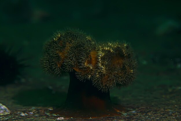 Beschaffenheit der Seeanemonen-Makrotentakelkorallen