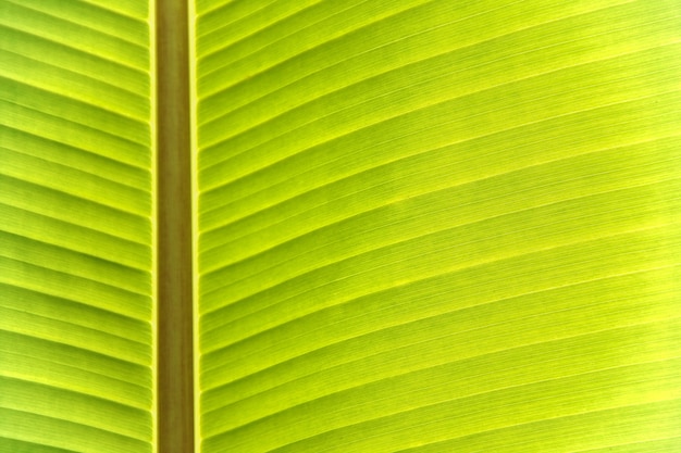 Beschaffenheit des Bananenblattes haben schöne grüne Grenze