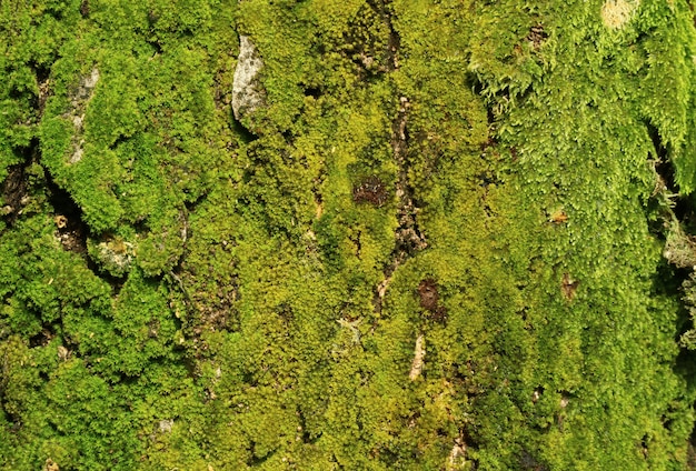 Beschaffenheit des Baumstammes gefüllt mit vibrierenden grünen Moosen