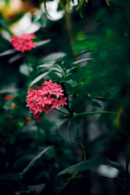 Beschaffenheit des grünen Blattes mit roter Blume