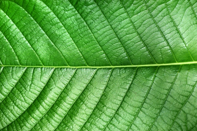 Foto beschaffenheit des grünen blattes von magnoliopsida-betriebstyp für hintergrund