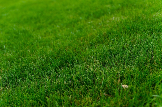 Beschaffenheit des grünen Grases für Hintergrund. Selektiver Fokus