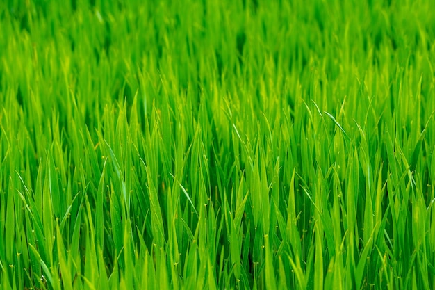 Beschaffenheit des jungen grünen Frühlingsgrases, Hintergrund mit Gras. Gras auf der Wiese