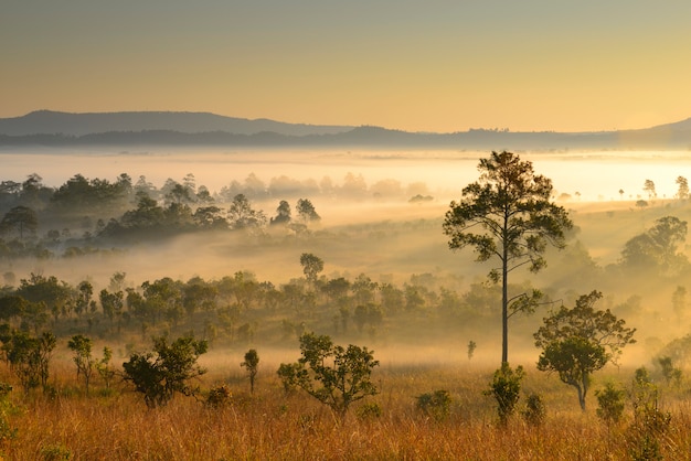 Beschaffenheit des Waldes nebelhaft bei Sonnenaufgang im Norden, Thailand