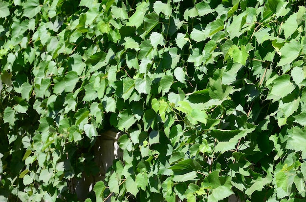 Beschaffenheit einer Wand überwältigt mit Efeu von den grünen Blättern in einem Weinberg