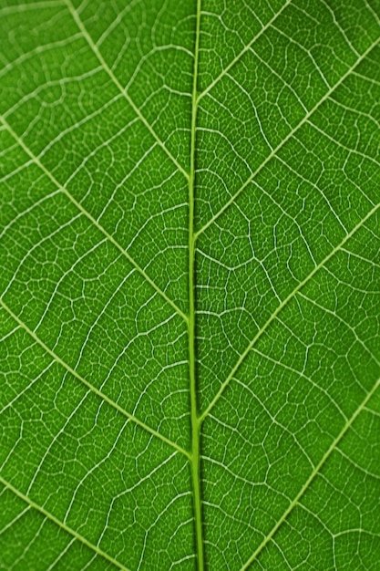 Beschaffenheit eines grünen Blattes als Hintergrund
