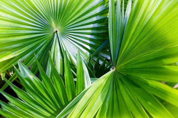 Beschaffenheits-grünes Palmblatt und Schatten, abstrakter Hintergrund