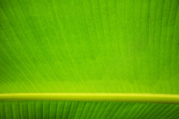 Beschaffenheitshintergrund des frischen grünen Bananenblattes der Hintergrundbeleuchtung