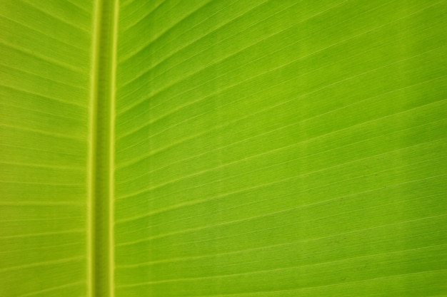 Beschaffenheitshintergrund des frischen grünen Bananenblattes der Hintergrundbeleuchtung