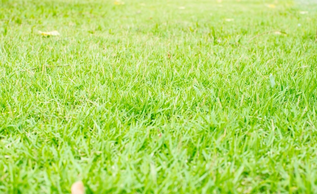 Beschaffenheitshintergrund des grünen Grases der Perspektive, natürlicher Hintergrund