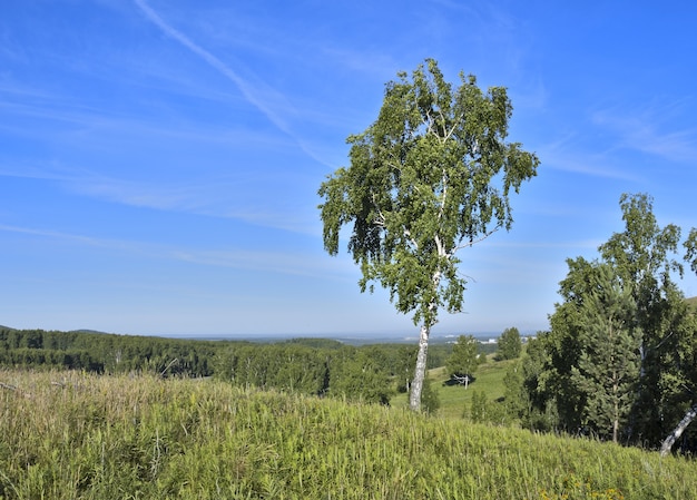 Bescheidene Birke auf grünen Hügeln