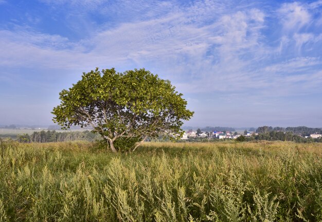 Bescheidener Baum auf Sommerwiese unter blauem Himmel
