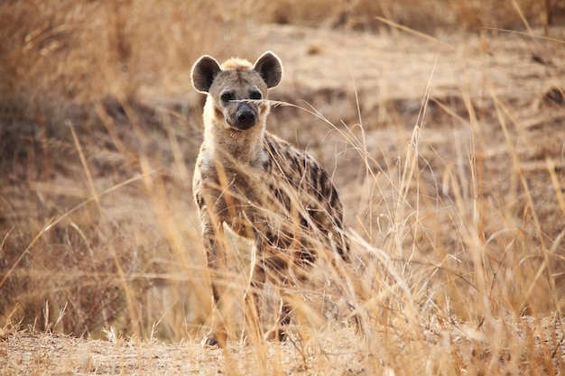 Beschmutzte Hyäne im afrikanischen Savana