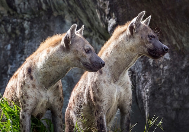 Beschmutzte Hyäne in der natürlichen Umwelt des Zoos.