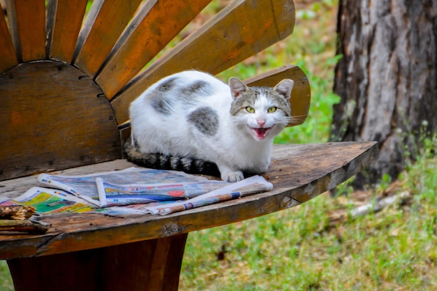 Beschmutzte Katze, die eine Zeitung auf der Bank liest