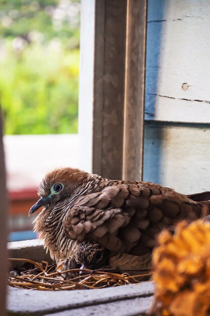 Beschmutzte Taube Vögel schlüpfen