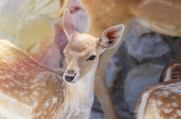 Beschmutztes Babykitz unter Sommersonnenlicht