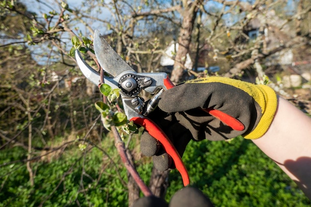 Beschneiden von Birnenzweigen Gartenschere Trimmen des Baumes mit einem Cutter Frühlingsschnitt von Obstbäumen