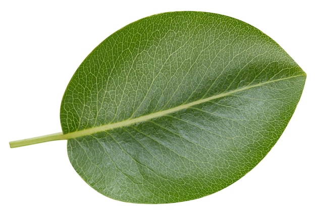 Beschneidungspfad für eine Blattbirne Birnenblätter isoliert auf weißem Hintergrund