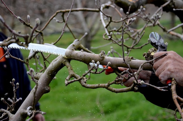 Beschnittene Hände, die einen nackten Baum schneiden