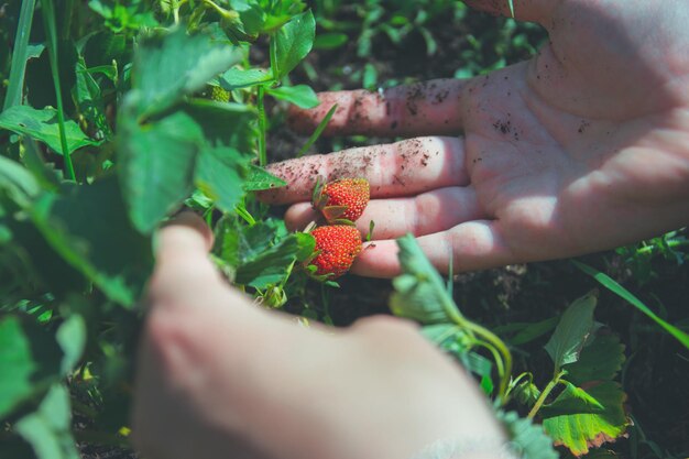 Foto beschnittene hände einer frau, die erdbeeren im freien hält