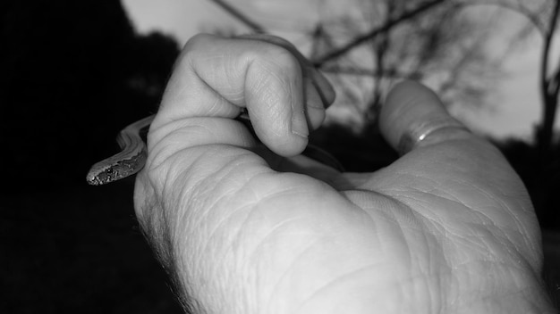 Foto beschnittene hand, die eine schlange hält