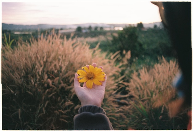Beschnittene Hand eines Kindes, das während des Sonnenuntergangs eine Blume über einem grasbewachsenen Feld gegen den Himmel hält